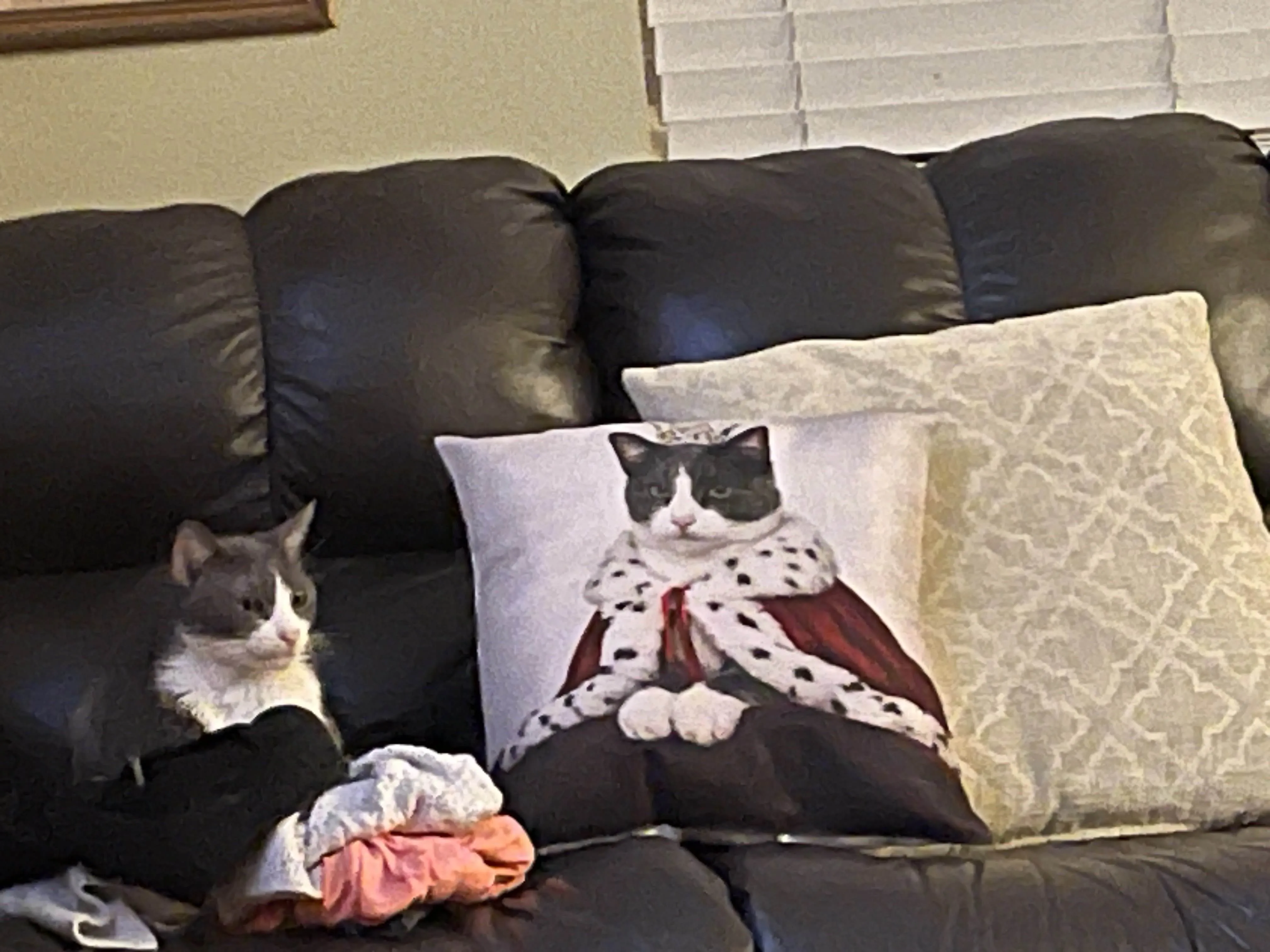 Koa relaxing